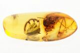 Fossil Fly and Tumbling Flower Beetle in Baltic Amber #288708-1